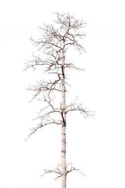 dry dead trees in autumn isolated on white background