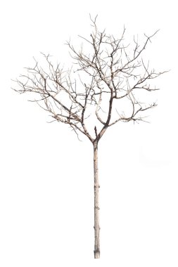 dry dead trees in autumn isolated on white background