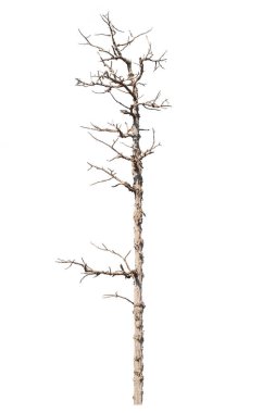 dry dead trees in autumn isolated on white background
