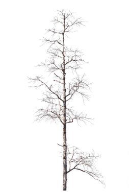 dry dead trees in autumn isolated on white background