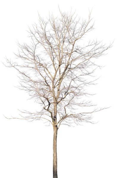 白地に隔離された秋の枯れ木 — ストック写真