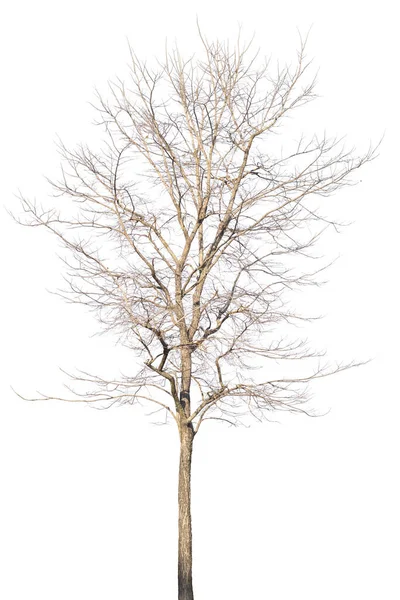 Dry Dead Trees Autumn Isolated White Background — Stok fotoğraf