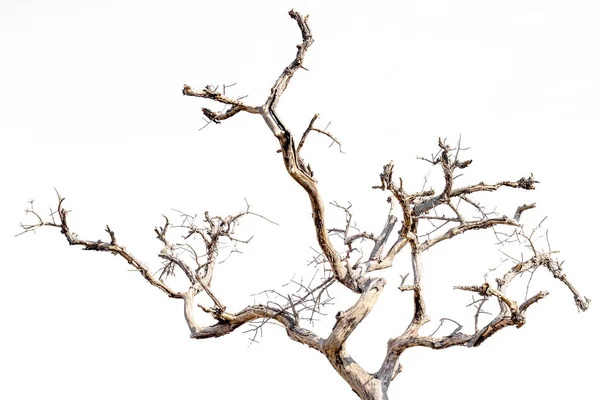 Suché Větve Bílé Pozadí Obrázek — Stock fotografie