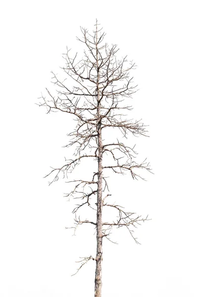 Dry Dead Trees Autumn Isolated White Background — 스톡 사진