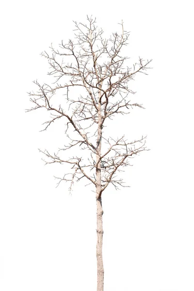 白地に隔離された秋の枯れ木 — ストック写真