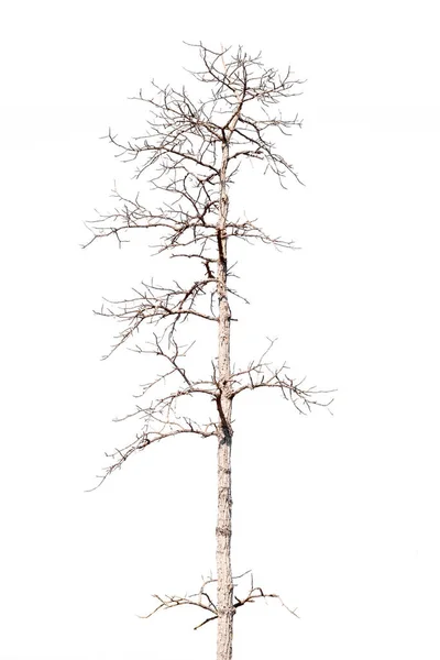 Сухі Мертві Дерева Восени Ізольовані Білому Тлі — стокове фото
