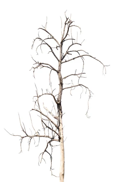 Dry Dead Trees Autumn Isolated White Background — 图库照片
