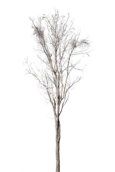 Dry Dead Trees Autumn Isolated White Background — 스톡 사진