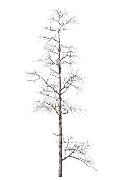 Dry Dead Trees Autumn Isolated White Background — Foto Stock