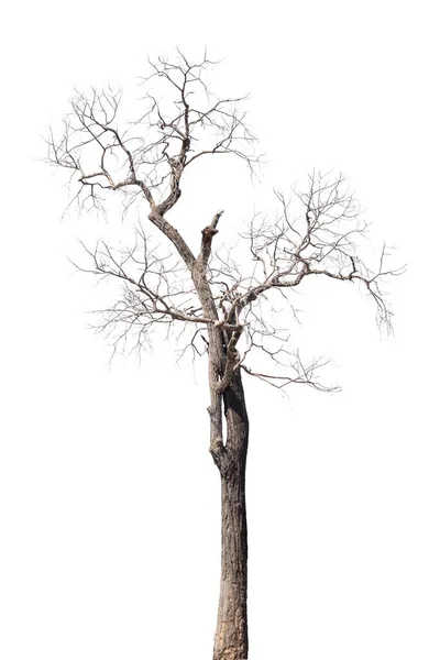 dry dead trees in autumn isolated on white background