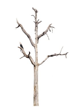 Tayland 'daki ölü ağaçlar beyaz arka planda izole edilmiş.