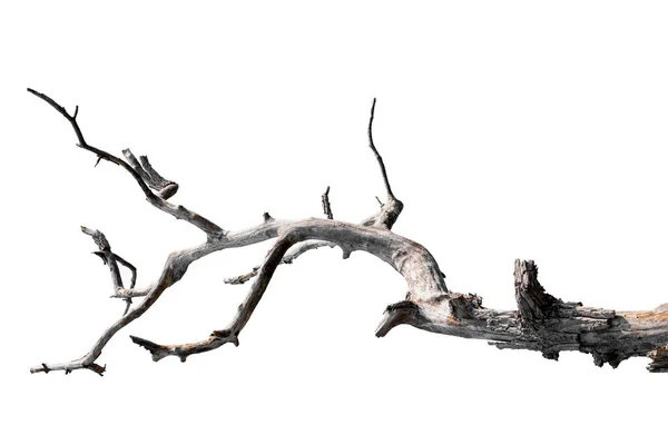 Suche Gałęzie Izolowane Białym Tle — Zdjęcie stockowe