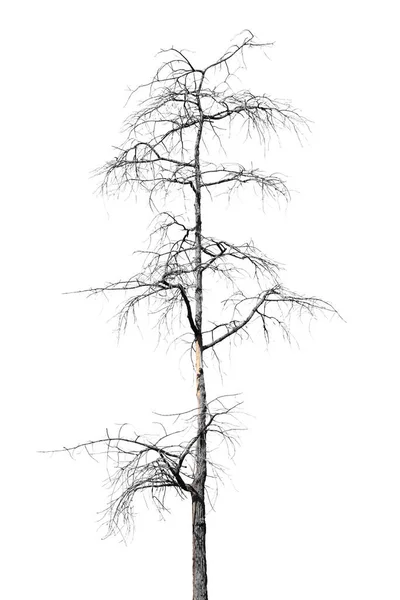 Мертві Дерева Таїланді Ізольовані Білому Тлі — стокове фото