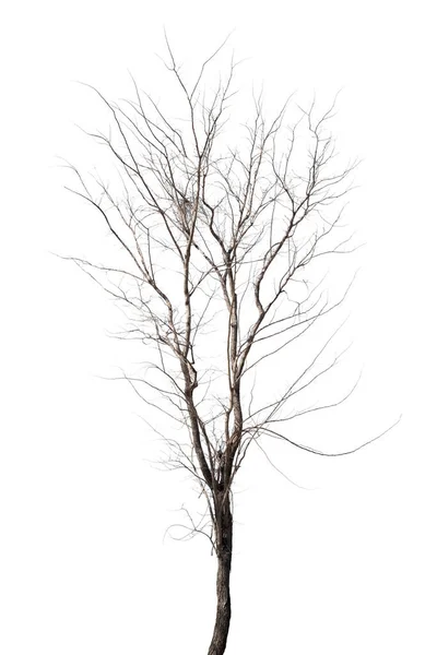 被白色背景隔离的在山里的枯树 — 图库照片