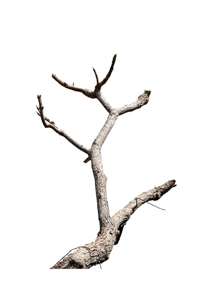 Сухие Ветви Сухие Ветви Изолированные Белом Фоне — стоковое фото