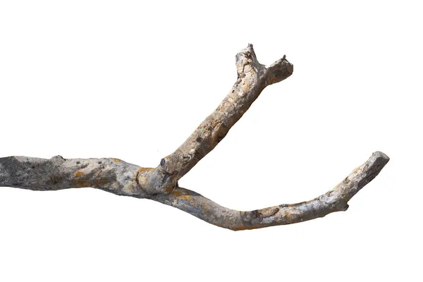 Dry Branches Dry Branches Isolated White Background — Stock Photo, Image