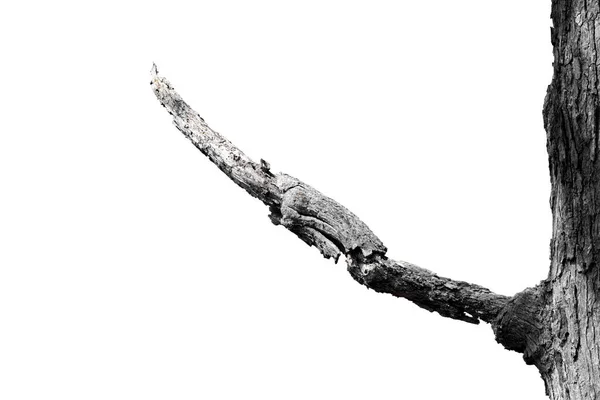 Ξερά Κλαδιά Ξερά Κλαδιά Απομονωμένα Λευκό Φόντο — Φωτογραφία Αρχείου
