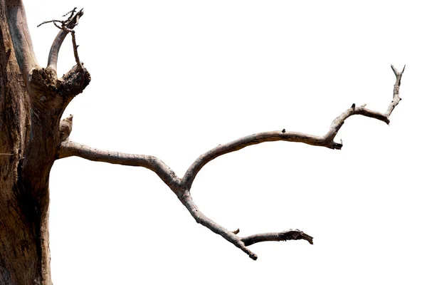 乾燥した枝乾燥した枝白い背景に隔離された — ストック写真