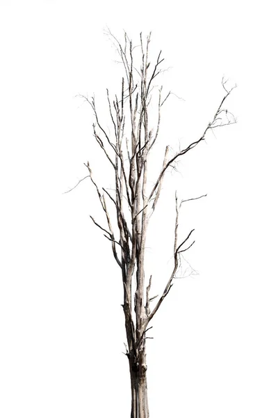 Dead Trees Dry Trees Thailand Isolated White Background — Stock Photo, Image