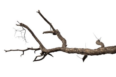 Kuru dallar, kuru dallar, beyaz arka planda izole edilmiş.