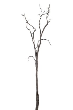 Ölü ağaçlar, Tayland 'da kuru ağaçlar beyaz arka planda izole edilmiş.