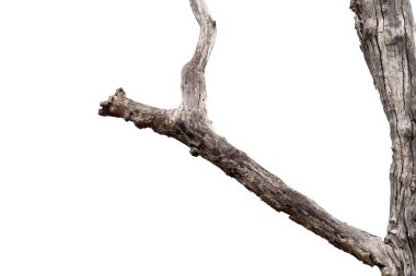 Kuru dallar, kuru dallar, beyaz arka planda izole edilmiş.
