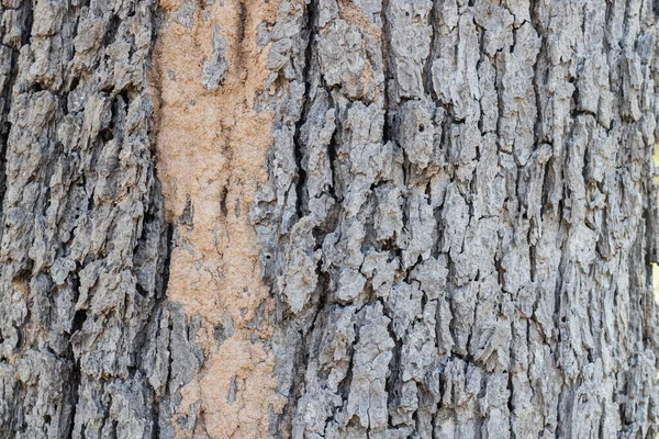 樹皮にシロアリ 幹にシロアリから泥 — ストック写真