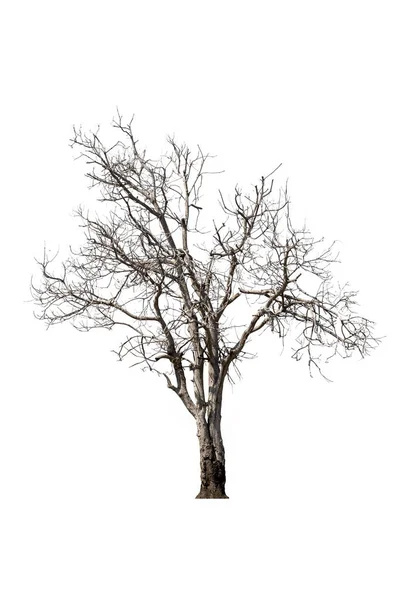 枯れ木 白地に隔離されたタイの乾燥木 — ストック写真