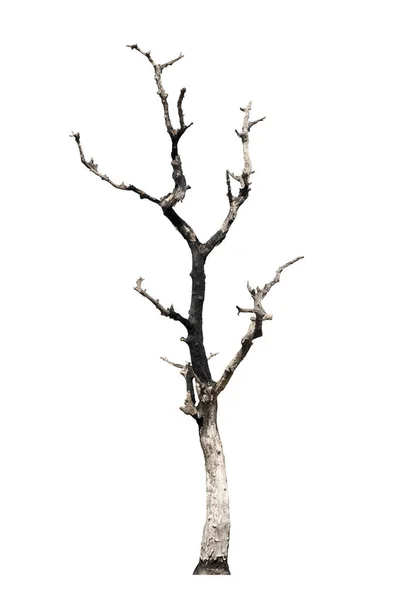 Martwe Drzewa Suche Drzewa Tajlandii Odizolowane Białym Tle — Zdjęcie stockowe