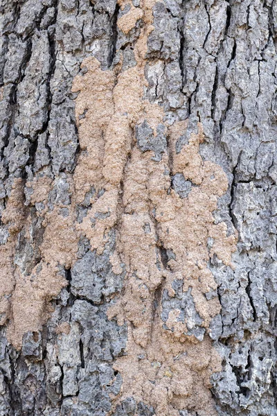 Τερμίτες Φλοιό Δέντρων Λάσπη Από Τερμίτες Κορμούς Δέντρων — Φωτογραφία Αρχείου