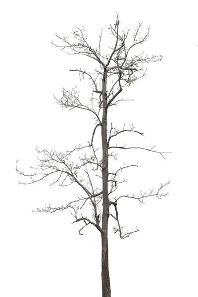Mrtvé Stromy Suché Stromy Thajsku Izolované Bílém Pozadí — Stock fotografie