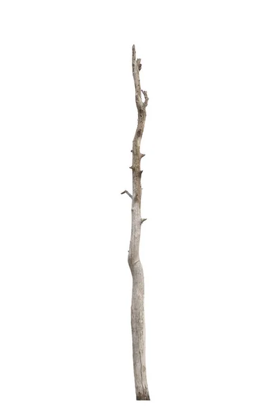 Pohon Mati Terisolasi Pada Latar Belakang Putih — Stok Foto