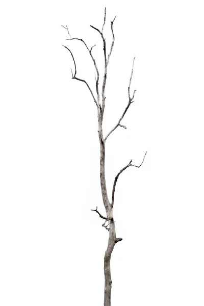 在泰国的枯树 在白色背景下被隔离 — 图库照片
