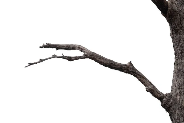 Сухие Ветви Сухие Ветви Изолированные Белом Фоне — стоковое фото