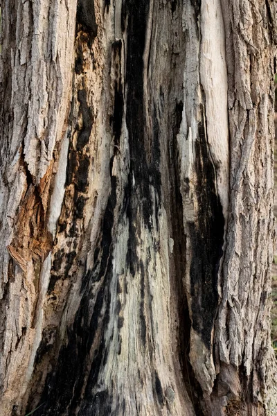 Superfície Árvore Com Sinais Queimaduras — Fotografia de Stock