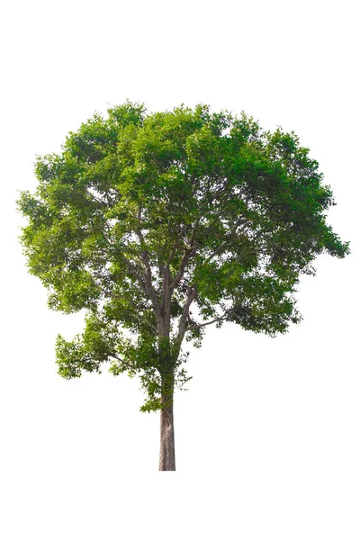 Μονό Δέντρο Θάμνος Απομονωμένο Λευκό Φόντο — Φωτογραφία Αρχείου