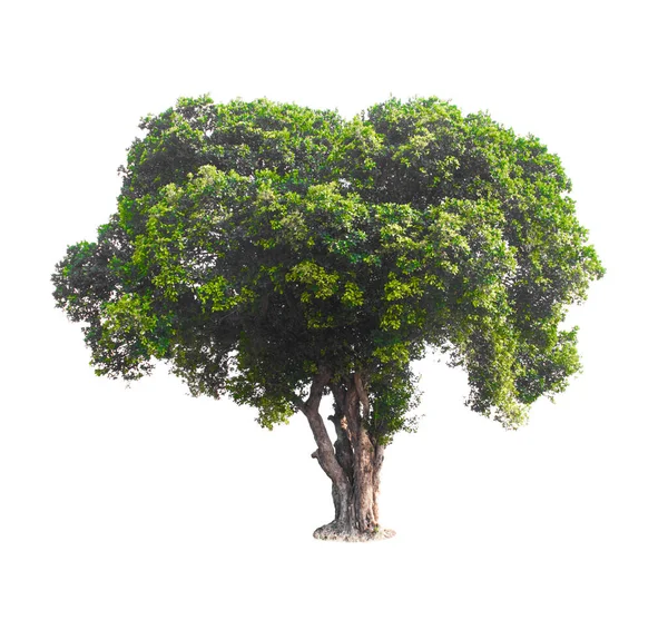 Tek Ağaç Çalılık Beyaz Arkaplanda Izole — Stok fotoğraf