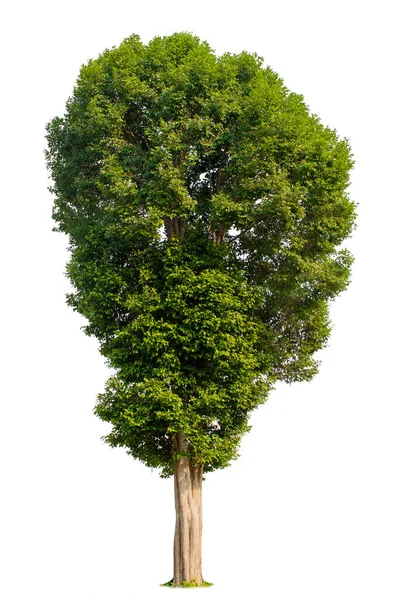 Pohon Tunggal Semak Terisolasi Pada Latar Belakang Putih — Stok Foto