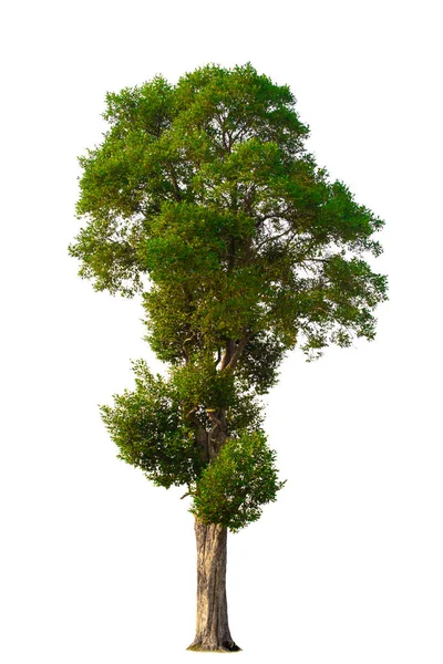 Albero Singolo Arbusto Isolato Sfondo Bianco — Foto Stock