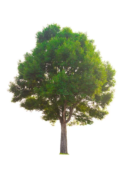 Árbol Único Arbusto Aislado Sobre Fondo Blanco —  Fotos de Stock