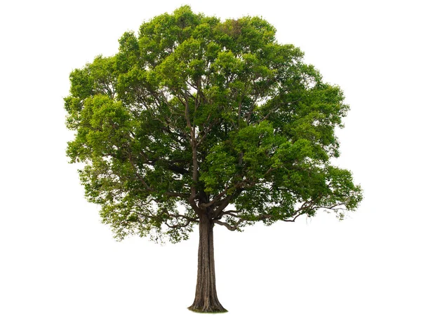 Одинарне Дерево Кущ Ізольовано Білому Тлі — стокове фото