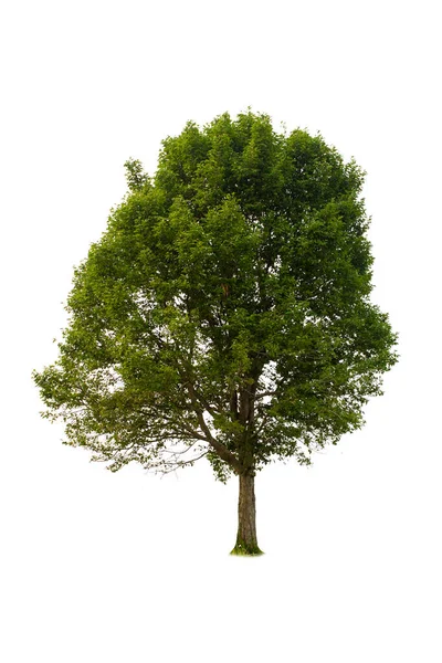 Einzelner Baum Strauch Isoliert Auf Weißem Hintergrund — Stockfoto