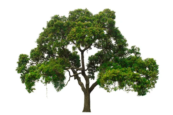 Μονό Δέντρο Θάμνος Απομονωμένο Λευκό Φόντο — Φωτογραφία Αρχείου