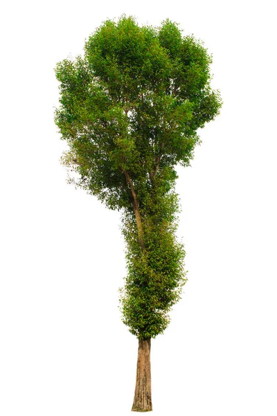 Árvore Única Arbusto Isolado Sobre Fundo Branco — Fotografia de Stock