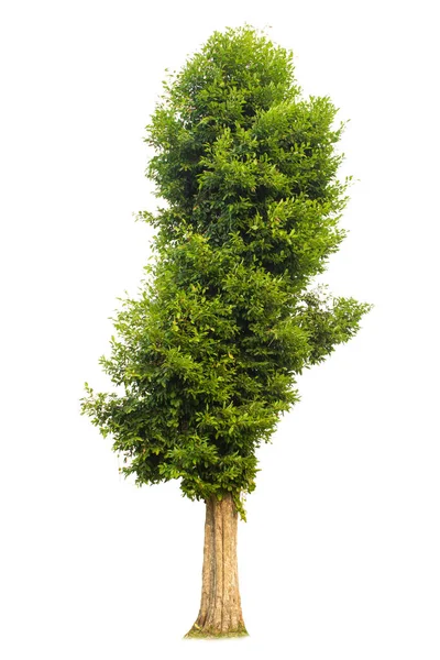 Einzelner Baum Strauch Isoliert Auf Weißem Hintergrund — Stockfoto