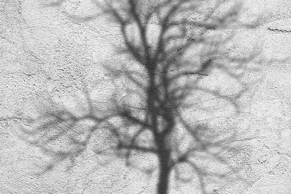 Koncept Světla Stínu Stromů Šedém Cementovém Povrchu — Stock fotografie