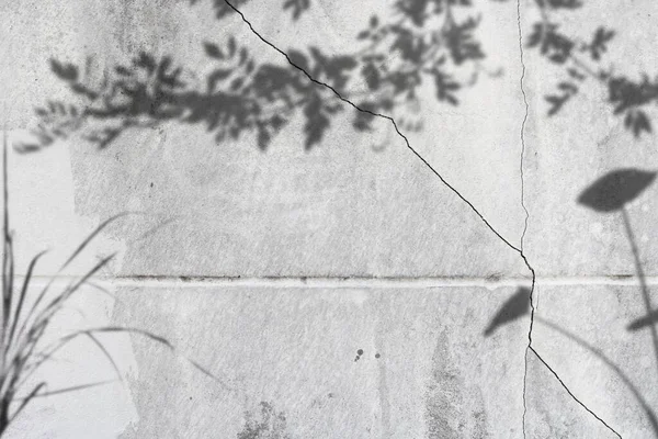 Gri Çimento Yüzeyinde Yaprak Gölgesi Işık Kavramı — Stok fotoğraf