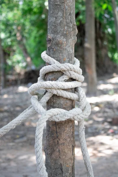 White Rope Tied Tree Tied Rope Tree — Fotografie, imagine de stoc