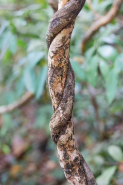 Ormandaki sarmaşıklar. Büyük sarmaşıklar bozulmuş..