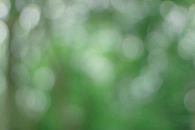 Ormanda yeşil bir bokeh. Işık yaprakların arasından bokeh gibi parlıyor. Sabahları Bokeh ışığı.